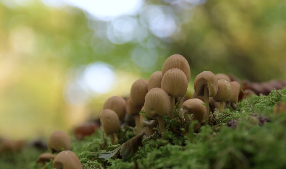 Naturwesen uns krative Kunst