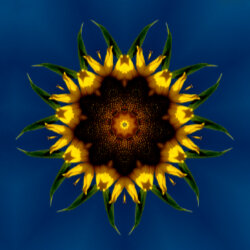 Ein Mandala aus der blühenden Natur